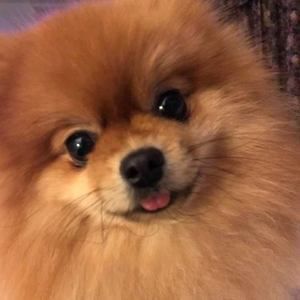 Meet your Posher, Pam